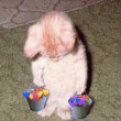 ͷ��