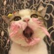 ͷ��