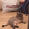 ͷ