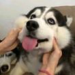 ͷ��