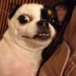 ͷ