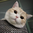 ͷ��