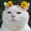 ͷ
