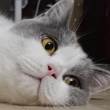 ͷ