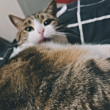 ͷ