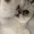 ͷ��