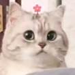 ͷ