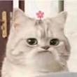 ͷ