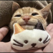 ͷ��