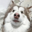 ͷ