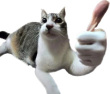 ͷ��