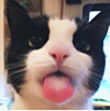 ͷ