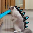 ͷ