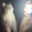 ͷ��