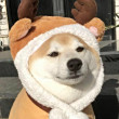 ͷ