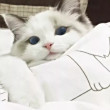 ͷ