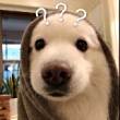 ͷ