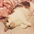 ͷ��
