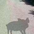 ͷ