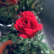 ͷ��
