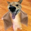 ͷ��