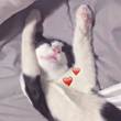 ͷ