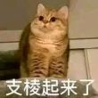 ͷ��