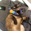 ͷ