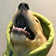 ͷ
