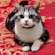 ͷ��