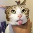 ͷ��