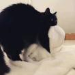 ͷ��