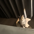 ͷ