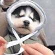 ͷ