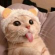 ͷ��