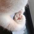 ͷ