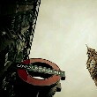 ͷ��