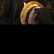 ͷ