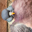 ͷ��