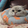 ͷ��