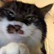 ͷ