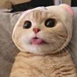 ͷ