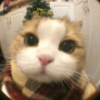 ͷ��