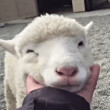 ͷ