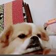 ͷ