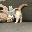 ͷ��