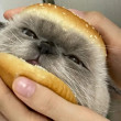 ͷ