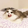 ͷ