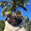ͷ��