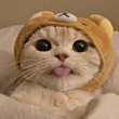 ͷ